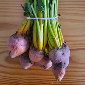 Organic beetroot (yellow) from the Garden Route